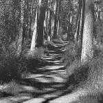 Solitary Shadows is part of Mary OShaughnessys show, One Hundred Days of Solitude, at the Grover Gallery.