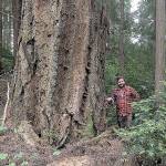 Jefferson County Commissioner Greg Brotherton views old growth Douglas fir on a field tour of rare forest proposed for protection as part of Dabob Bay Natural Area. (Northwest Watershed Institute)