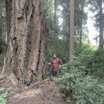 Jefferson County Commissioner Greg Brotherton views old growth Douglas fir on a field tour of rare forest proposed for protection as part of Dabob Bay Natural Area. (Photo courtesy of Northwest Watershed Institute)