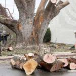 The large madrona tree on Eighth Street near Cherry Street in Port Angeles was dismantled on Monday. Some of the larger pieces were to be hauled away. (Dave Logan/For Peninsula Daily News)