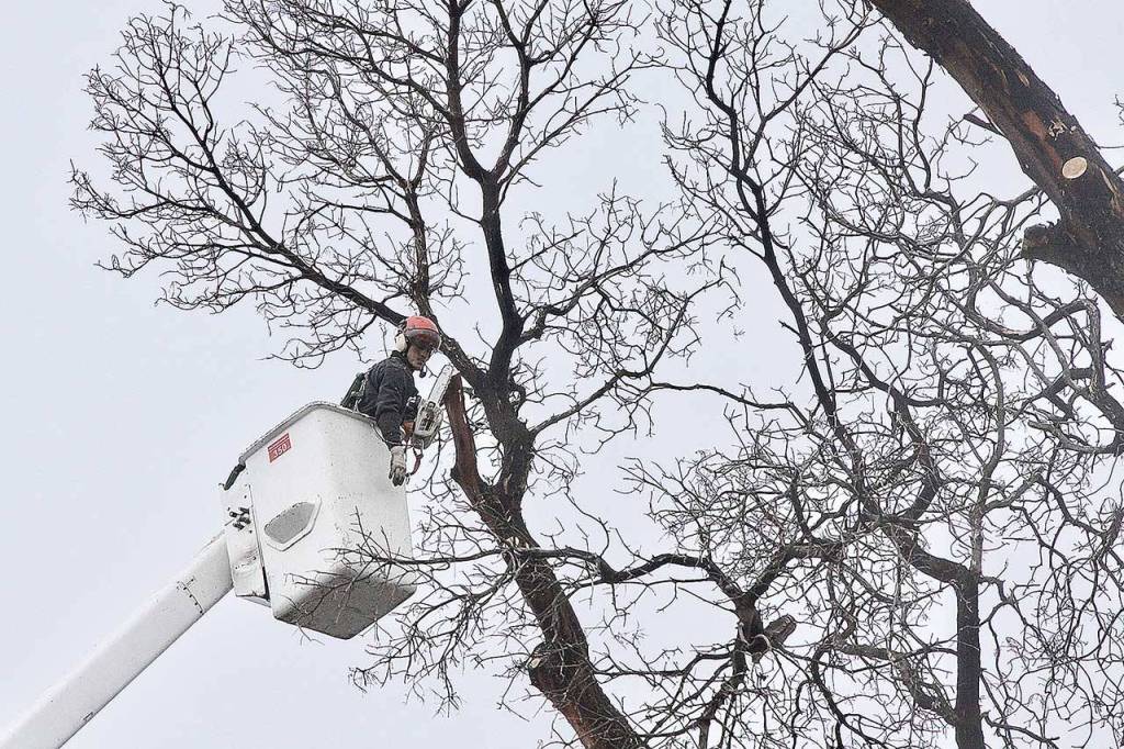 Casey Balch of PNW Tree Service cuts off one branch at a time with a chain saw as the madrona at Eighth Street near Cherry Street in Port Angeles is slowly cut down Monday, Dec. 7, 2020. Balch tosses a branch down to a team of men who grind up the smaller branches from the tree. (Dave Logan/for Peninsula Daily News)