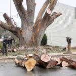The large madrona tree on Eighth Street near Cherry Street in Port Angeles was dismantled Monday, Dec.7, 2020. Some of the larger pieces were to be hauled away. (Dave Logan/for Peninsula Daily News)