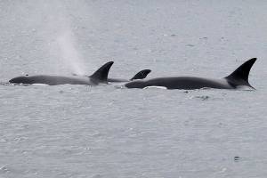 Orcas surface in Port Angeles harbor on Saturday near the U.S. Coast Guard Station on Ediz Hook. (Greg Marsh)