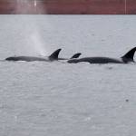 Orcas surface in Port Angeles harbor Saturday, Dec. 26, 2020, near the U.S. Coast Guard Station on Ediz Hook. (Photo courtesy of Greg Marsh)