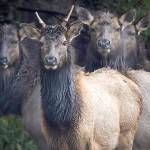 Kerry Tremain's work is among those to be exhibited at the first show of Northwind Art.