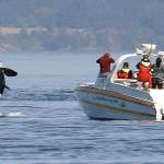 FILE - In this July 31, 2015 file photo, an orca leaps out of the water near a whale watching boat in the Salish Sea in the San Juan Islands, Wash. Habitat protections for an endangered population of orcas would be greatly expanded under a proposal to be advanced by NOAA Wednesday, Sept. 18, 2019. (AP Photo/Elaine Thompson, File)
