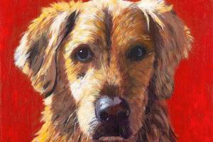 Twenty-two portraits of dogs are part of a display for the Read to Rover program. (Kim Pratt)