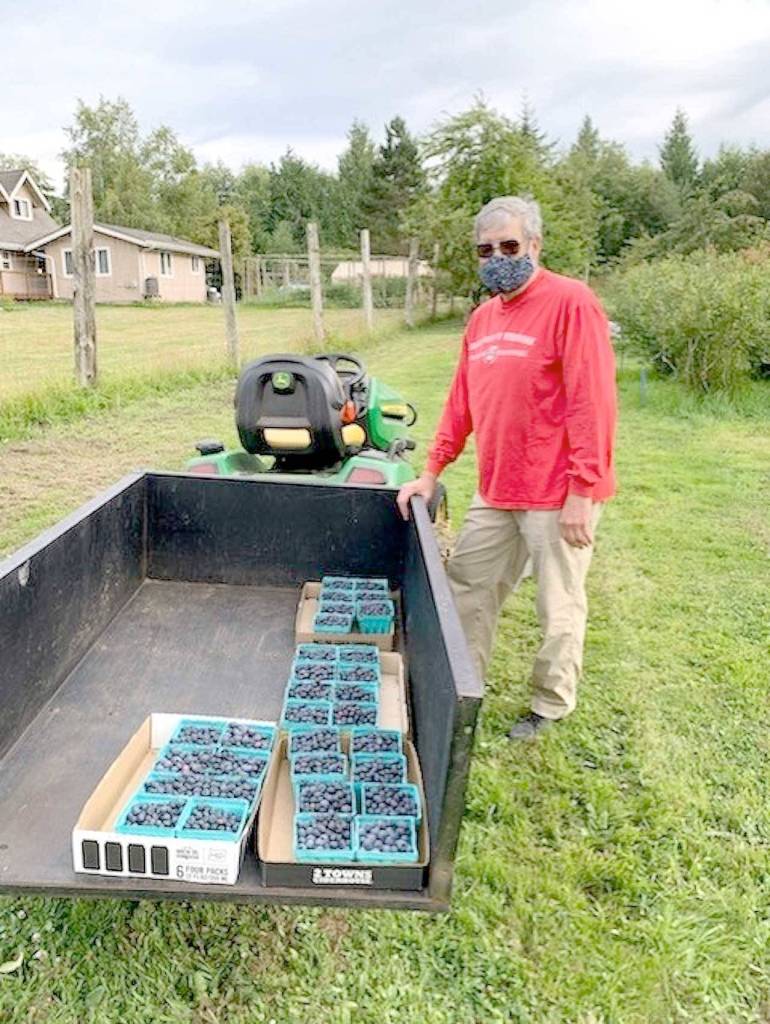 Gary Heaton admires part of the harvest on a gleaning day last fall at his Blueberry Haven farm in Joyce. (Photo courtesy of Sharah Truett/WSU Clallam County Extension)