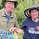 Alan and Karen Selig were among the gleaners volunteering at Joyce's Blueberry Haven last summer. (Photo courtesy of Sharah Truett/WSU Clallam County Extension)