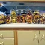 Volunteer gleaner Laurie Levites dried countless apples to last through the winter. (Photo courtesy of Laurie Levites)