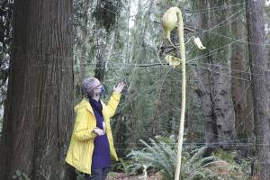 Port Angeles Fine Arts Center
Sarah Jane, gallery and program director for the Port Angeles Fine Arts Center, conducts a   “curator’s-eye-view” tour  of Webster's Woods.