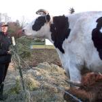 When Lindsey Crouse moved  her family and horse rescue operation from Ramona, Calif.,  to Sequim, she also brought her Cowboy with her. Standing at 76.5 inches he’s the world’s biggest steer, in contrast to Crouse who is 68 inches tall. Visitors are welcome to drive by to see him at his pasture Serenity Acres Horse Rehabilitation at 123 Ward Lane in Sequim. (Karen Griffiths/for Peninsula Daily News)