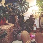 The plants in local gardener Alicia Susanne's life bring her tranquility and joy.  "I feel blessed to be sharing my home with them," she said. (Alicia Susanne)