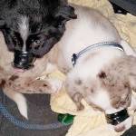 (Clallam County Sheriff's Office)