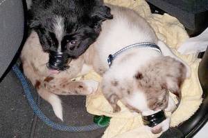 (Clallam County Sheriff's Office)