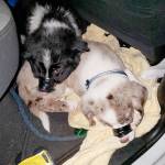 Two approximately 10-week-old puppies were found with their snouts bound by electrical tape. (Olympic Peninsula Narcotics Enforcement Team)