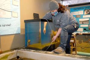 Keith Thorpe/Peninsula Daily News
Tamara Galvan, facilities director for the Feiro Marine Life Center in Port Angeles, cleans a fish tank on Wednesday as part of a regular maintenance schedule.
