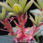Learn about growing rhododendrons from seed, such as Rhododendron argipeplum, pictured, at the next Green Thumb Garden Tips presentation, held on Zoom on Feb. 11.