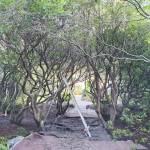 February is the ideal time to be pruning many of your plants, such as cleaning out the beautiful rhododendron forest at Colettes B&B. (Andrew May/For Peninsula Daily News)