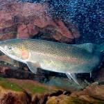 John McMillan/NOAA
A NOAA study published recently in the scientific journal Genes suggests that steelhead trapped by dams in the Elwha River maintained the genetic diversity to return to the sea.