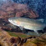 A NOAA study published recently in the scientific journal Genes suggests that steelhead trapped by dams in the Elwha River maintained the genetic diversity to return to the sea. (John McMillan/NOAA)