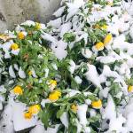 Andrew May/Peninsula Daily News
Gardens around the Peninsula, especially at higher elevations, are peeking out from under snow.