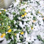 Gardens around the Peninsula, especially at higher elevations, are peeking out from under snow. (Andrew May/For Peninsula Daily News)
Gardens around the Peninsula, especially at higher elevations, are peeking out from under snow this weekend. (Andrew May/For Peninsula Daily News)