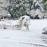 Andrew May/Peninsula Daily News  When your ornamental trees are properly pruned the snow won't accumulate to such a degree as to bend and break them.