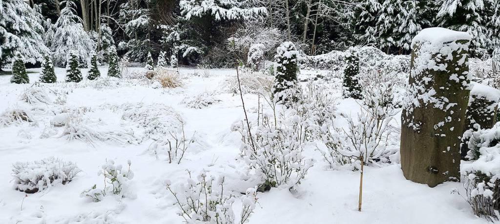 The lovely perennial gardens at Beth and Cappys will survive the snow and cold without harm because, as we have learned, they were half taken care of last fall and hence the cover left provides them the winter protection needed to take on our new winter blanket. (Andrew May/For Peninsula Daily News)