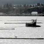 Keith Thorpe/Peninsula Daily News
A log boom tug works the waters at the west end of Port Angeles Harbor on Tuesday. The tugs are used for coralling logs for later pickup and tending the containing booms.