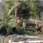 Keith Thorpe/Peninsula Daily News
A tree removal crew from Chehalis-based Corruco Reforestation gathers cut branches from a tree being removed for being a danger to a nearby power transmission line west of Port Angeles.