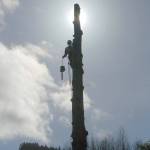Keith Thorpe/Peninsula Daily News
Arturo Corona Tores of Corruco Reforestation Inc., descends from a newly-topped tree that was identified as a potential danger to a nearby power line owned by the Bonneville Power Administration west of Port Angeles on Wednesday.