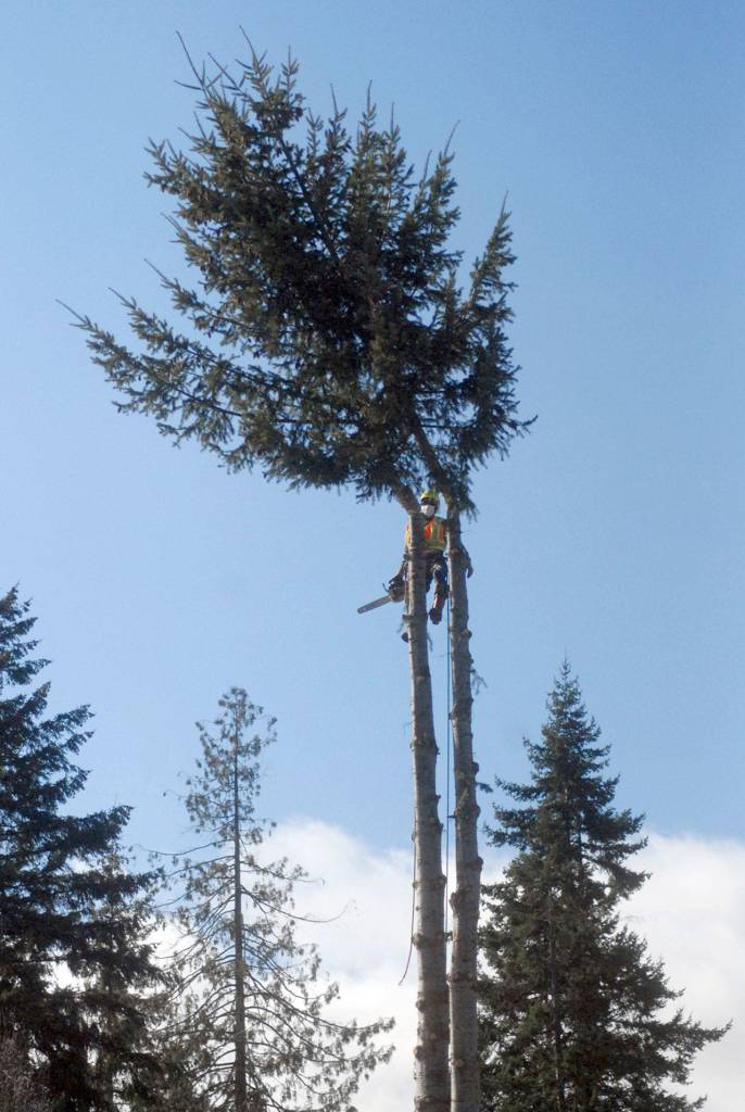 Keith Thorpe/Peninsula Daily News
Arborist Arturo Corona Tores tops off a "danger" tree near a Bonneville Power Administration power line on Wednesday east of Port Angeles.