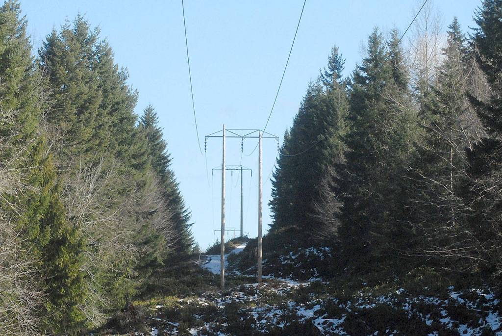 Keith Thorpe/Peninsula Daily News
A Bonneville Power Administration power transmission line and its easement cuts a swath across a forested hillside west of Port Angeles as potential problem trees line the right-of-way.