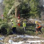 Keith Thorpe/Peninsula Daily News
A tree removal crew from Chehalis-based Corruco Reforestation gather cutd branches from a tree being removed for being a danger to a nearby power transmission line west of Port Angeles.