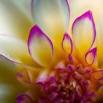 Richard Lawson focuses on one aspect of the flower in "Backyard Dahlia."