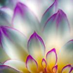 Richard Lawson focuses on one aspect of the flower in Backyard Dahlia.