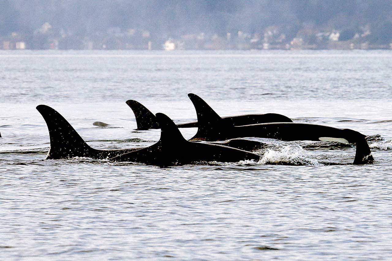 In this January 2014 file photo, endangered orcas from the J pod swim in Puget Sound west of Seattle as seen from a federal research vessel that has been tracking the whales. A new study from federal researchers provides the most detailed look yet at what the Pacific Northwests endangered orcas eat. (Elaine Thompson/The Associated Press, File)
