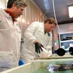 Work to protect the marine environment continues in Sequim, just under a new name as the Marine and Coastal Research Laboratory. Here in November 2016, researchers George Bonheyo, left, and Robert Jeters with Pacific Northwest National Laboratory apply an aggregator during a demonstration in a freezer laboratory in Sequim to show how the product bunches oil together in icy conditions. Bonheyo, PNNL senior research scientist for the laboratory and a research professor of biotechnology for Washington State University – Pullman, said it acts like a wick so that it can burn the oil more efficiently than chemicals. (File photo by Matthew Nash/Olympic Peninsula News Group)