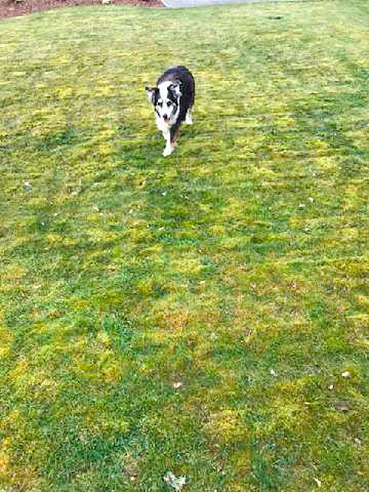 Moske, likes the moss. His mom, Sasha Fochtman, not so much. She wonders how to get rid of the moss in a pet friendly way  not by using chemical killers. (Sasha Fochtman via Andrew May/For Peninsula Daily News)