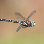 Emily Matthiessen took first place in the Peninsula College Student Photography category with Dragonfly in Midair.