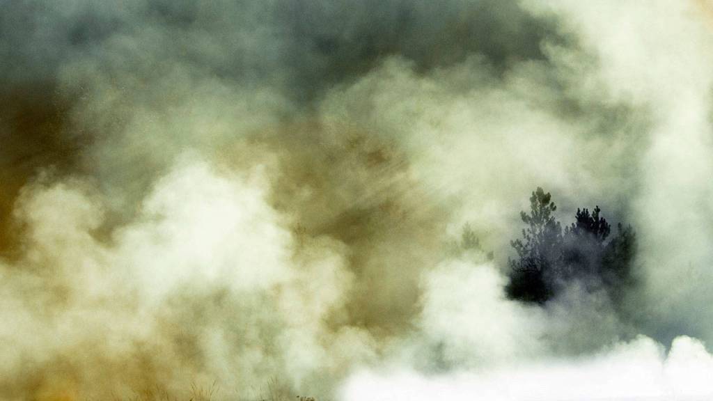 Steamed Pine is Ewen LeRests image from a morning in Yellowstone National Parks Midway Geyser Basin. (photo by Ewen LeRest)