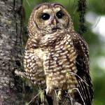 FILE - In this May 8, 2003, file photo, a northern spotted owl sits on a tree branch in the Deschutes National Forest near Camp Sherman, Ore. Environmental groups have filed a lawsuit seeking to preserve protections for 3.4 million acres of northern spotted owl habitat from the US-Canadian border to northern California. The U.S. Fish and Wildlife Service removed protections for the old-growth forest in the last days of the Trump administration. (AP Photo/Don Ryan, File)