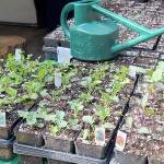 Andrew May/For Peninsula Daily News
I have started numerous braccia, including Brussels sprouts, broccoli and cabbage.