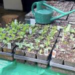 I have started numerous brassica, including Brussels sprouts, broccoli and cabbage. (Andrew May/For Peninsula Daily News)