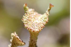 Beverly McNeil shows the beauty of fungus in her photography.