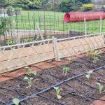 A great client, Karen, has planted numerous types of brassica this last week. Due to her active pet Corgies— who root out any new scent, such as various slug baits, as food — copper mesh has been installed around the border to deter slugs who feast on brassica. (Andrew May/For Peninsula Daily News)