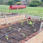 A great client, Karen, has planted numerous types of brassica this last week. Due to her active pet Corgies who root out any new scent, such as various slug baits, as food  copper mesh has been installed around the border to deter slugs who feast on brassica. (Andrew May/For Peninsula Daily News)