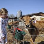 Mae Shantz, 5, of Sequim checks in with one of the many new calves at Dungeness Valley Creamery as Maes mom Heidi looks on. This week, the farm begins distributing A2 milk after years of genetically testing to offer the niche milk, which the farms owners say is easier on many peoples stomachs. (Matthew Nash/Olympic Peninsula News Group)