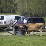 During an excursion, Candace Makela, Ciaran Makela and Geran Voss eat ice cream while watching the sites at Dungeness Valley Creamery. (Matthew Nash/Olympic Peninsula News Group)
